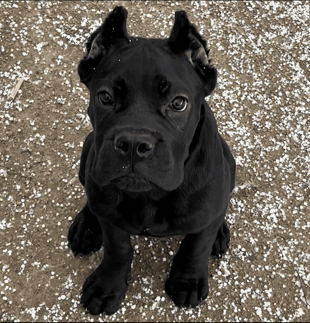 cane corso puppy for adoption